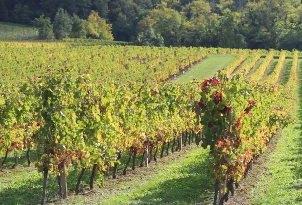 Crise viticole, des pistes de diversification pour les exploitants